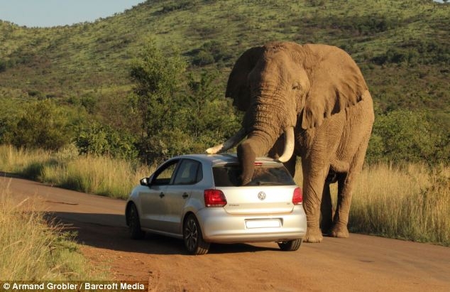http://images.caradisiac.com/images/6/6/5/0/96650/S0-Insolite-deux-personnes-bloquees-en-Volkswagen-Polo-par-un-elephant-328227.jpg