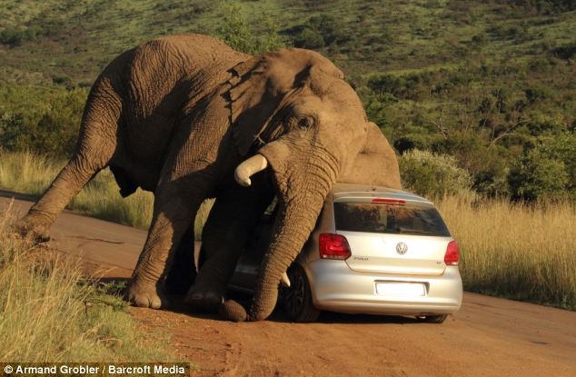 http://images.caradisiac.com/images/6/6/5/0/96650/S0-Insolite-deux-personnes-bloquees-en-Volkswagen-Polo-par-un-elephant-328229.jpg