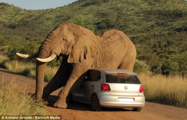 http://images.caradisiac.com/images/6/6/5/0/96650/S7-Insolite-deux-personnes-bloquees-en-Volkswagen-Polo-par-un-elephant-328228.jpg
