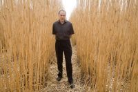 Le Miscanthus ? Une plante qui intéresse les scientifiques