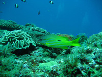 Shell envisage de nouveaux forages offshores mettant en danger la barrière de corail australienne