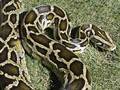 A Moscou, un python se glisse sous un capot 