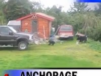 [Vidéo] Il sauve un bébé ours avec son Ford Super Duty