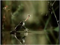 La vidéo du jour : la grenouille de Volkswagen