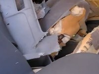 [Vidéo] Ne jamais laisser sa Toyota Corolla à proximité d'un ours