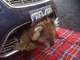 Insolite : un koala incrusté dans un pare-chocs après un choc à haute vitesse, indemne 