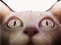Le prêtre trouve un chat coincé dans son moteur