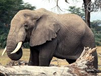 Biocarburant : après les crottes de panda, les crottes d'éléphant