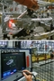 VECTRA BRK, 3 4 ARRIERE