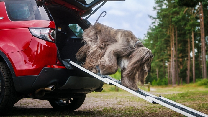 Land Rover lance des accessoires dédiés aux chiens