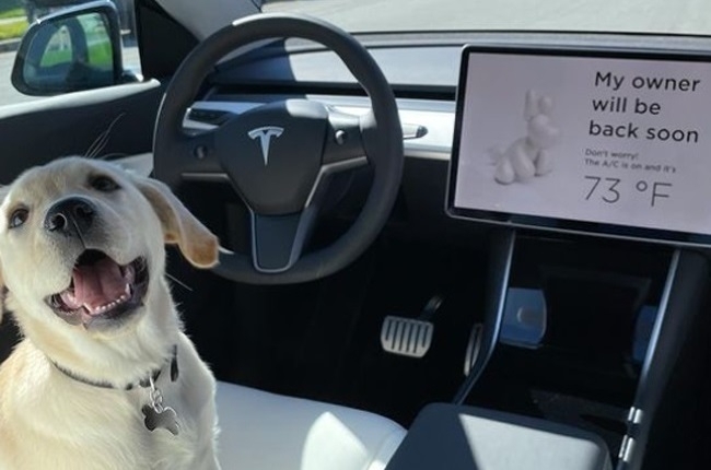 Quand le « dog mode » est activé, apparaît un message à l’écran de façon à rassurer les passants qui seraient tentés de casser une vitre pour libérer l’animal.