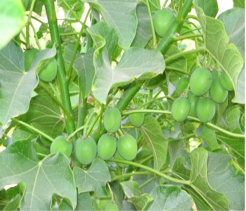 Daimler, Archer Daniels Midland, Bayer CropScience AG : une collaboration pour un projet de production de biodiesel à partir du jatropha