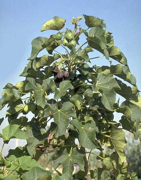 Daimler, Archer Daniels Midland, Bayer CropScience AG : une collaboration pour un projet de production de biodiesel à partir du jatropha 