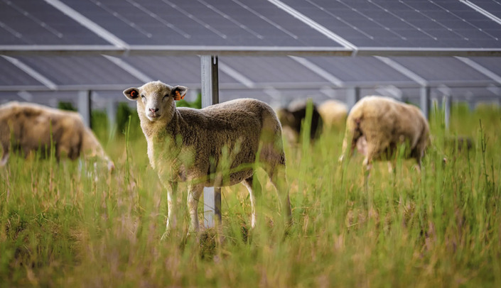 Pourquoi 100 moutons travaillent désormais dans une usine Volkswagen