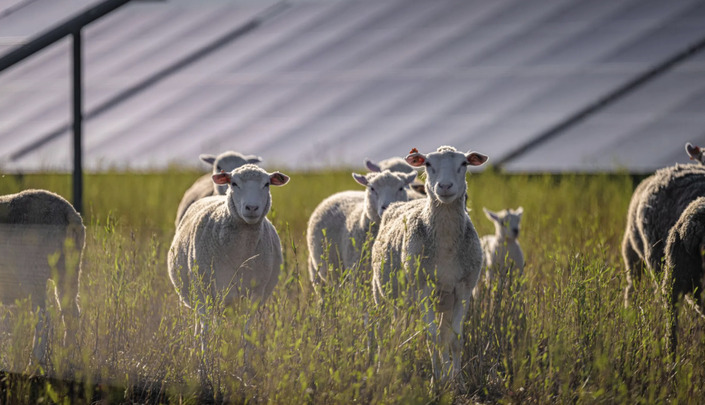 Pourquoi 100 moutons travaillent désormais dans une usine Volkswagen