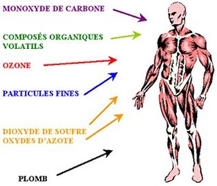 Crises cardiaques/Pollution auto : un des responsables, les hydrocarbures polycycliques aromatisés