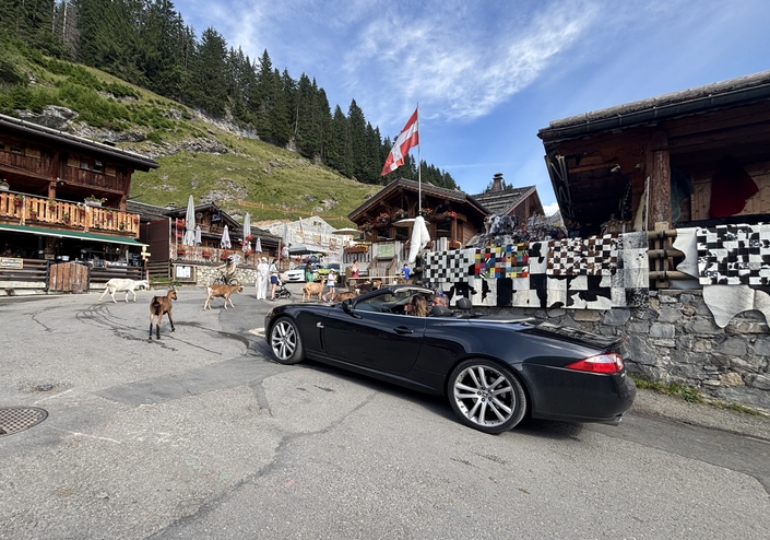 Une Jaguar XK cabriolet, courtoise face à un troupeau de chèvres…