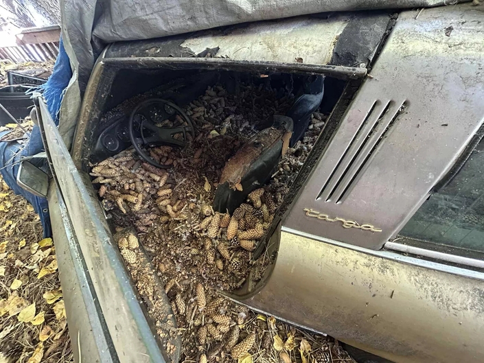 Cette Porsche 911 servait de garde-manger pour un écureuil