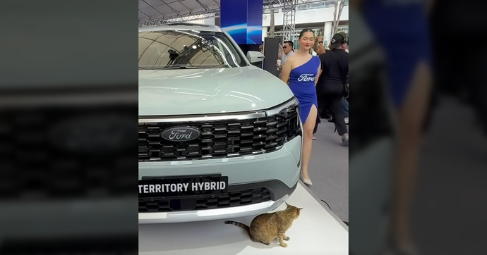 Un chat s'introduit sous la bâche d'un SUV Ford lors d'une présentation