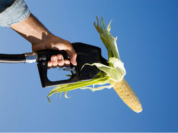 Une nouvelle étude européenne sur les agrocarburants vient confirmer les craintes des écologistes