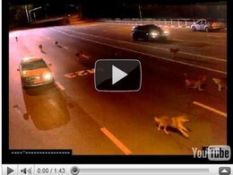 Marketing Viral : les loups russes étaient dopés à la Vodka