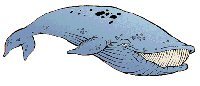 Réformes du permis de conduire: De quoi rire comme une baleine !