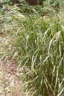 Etude sur le Panicum virgatum : une herbe, graine de star verte pour la production d'éthanol