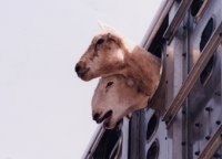 Etudes : les animaux, responsables de pollution !
