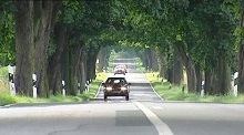 Sécurité routière: les arbres sur le bord des routes vont faire débat