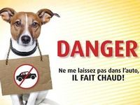 En Floride, briser les vitres d'un véhicule pour secourir un animal est désormais légal