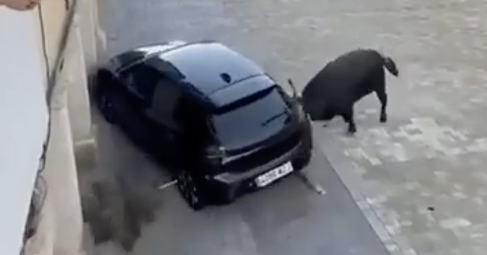 Un taureau encorne sa Peugeot 208