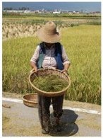 Biocarburant à Taïwan : un procédé permettant de transformer la paille de riz en éthanol cellulosique