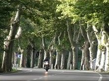 Sécurité routière: le débat sur les arbres s'enracine