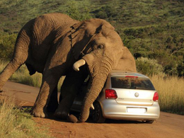 Insolite : deux personnes bloquées en Volkswagen Polo par un éléphant