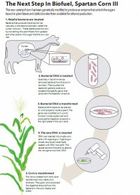 Etude/Université d'Etat du Michigan : la vache, source de biocarburant !