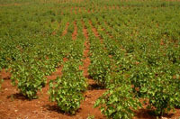 Agrocarburant : D10ils mise sur le jatropha