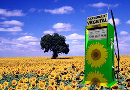 Les biocarburants sont-ils les seuls responsables des émeutes de la faim ?