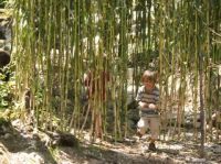 La biodiversité en danger à cause des plantes destinées aux agrocarburants