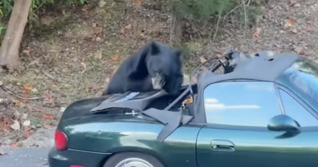 Un ours mange la capote de sa MX-5