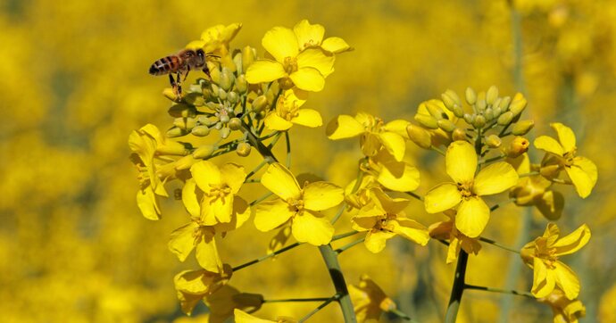 Finalement, les biocarburants ne seront pas davantage taxés