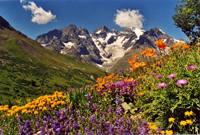 Changement climatique : les plantes migrent en altitude pour échapper à la chaleur…