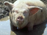 Du lisier de porc pour produire du biocarburant !