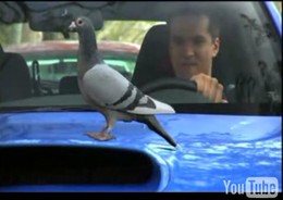 Vidéo : Subaru Sti, la solution pour lutter contre les pigeons