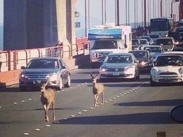 Embouteillage insolite : deux biches traversent le Golden Gate