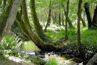 Reforestation au Mexique : encore une opération « Greenwashing » ?