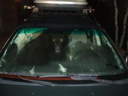 Car-jacking : le malfrat était un ours