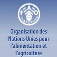 Pour la FAO, les biocarburants présentent opportunités et risques
