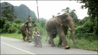 Thaïlande : des éléphants attaquent les camions sur la route