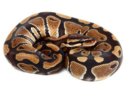 Elles louent un véhicule... avec option python royal