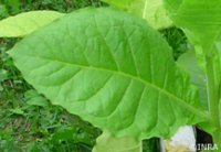 Avec la biosurveillance, la pollution de l'air est cernée !
